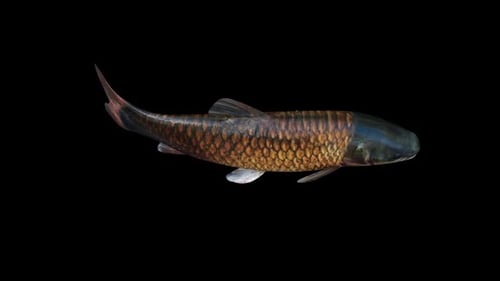 Blick von oben auf den Amurfisch