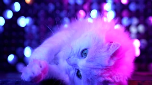 Chat moelleux jouant avec des plumes Teaser Stick sur Studio Neon Images lumineuses colorées