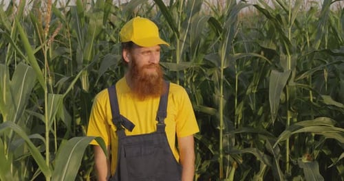 A Farmer in a Corn Field