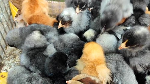 Many Fluffy Chicks Huddling Together in a Cage