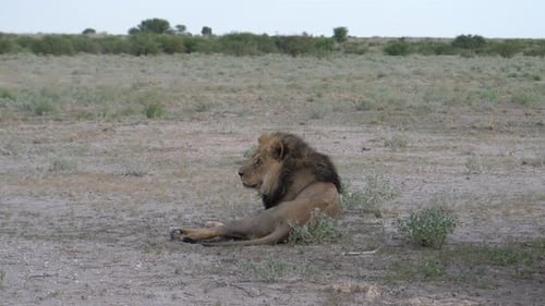 Männlicher Löwe ruht und gähnt in Savanne