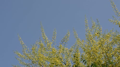 Ciel bleu et arbre Goldenrain Koelreuteria paniculata avec abeilles, images 4K
