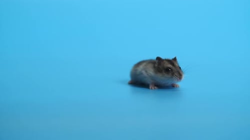 Small Hamster Walking on a Blue Background