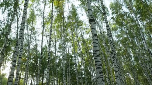 Low-angle Shot Of Birch Forest