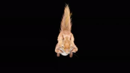 Animated Squirrel Stands Up and Down on Black Background