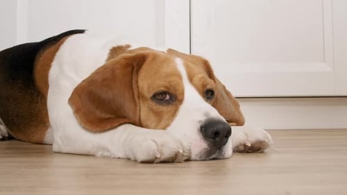 Dog Beagle Lies at Home on the Floor and Preparing to Sleep