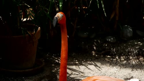 Oiseaux 040