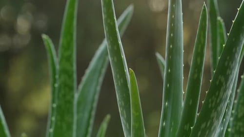 Aloe Vera Plant in Natural Sunlight