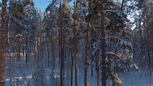 Spruce Winter Forest, Clear Winter Weather: Thin Trunks of Pine Trees