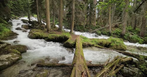 Rio de montanha na floresta em câmera lenta