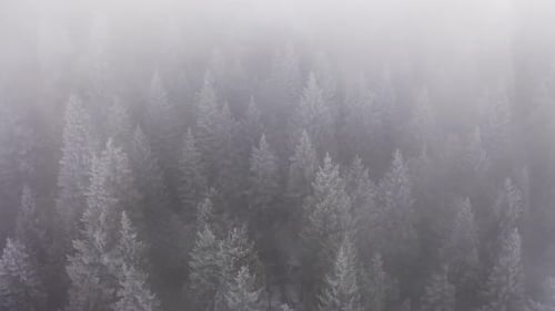 Foggy Mountain Forest with Ice Frost Covered Trees in Winter. Fairytale Landscape, Snow Capped Pine