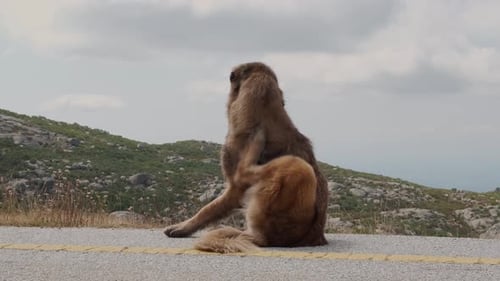Adorable shepherd dog scratching on road with rural landscape in background