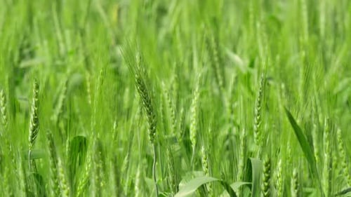 Barley