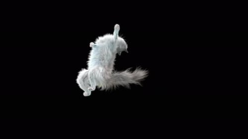 Cat 4K