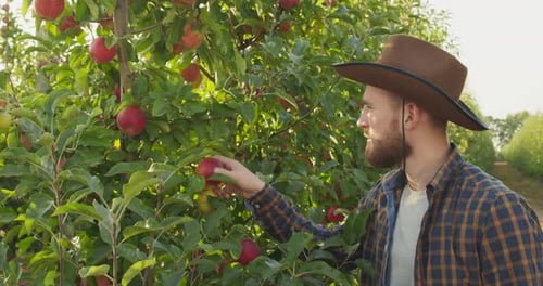 Junger Agronom untersucht die Apfelernte, um Schädlingen auszuweichen, und überprüft den Reifegrad der Früchte im Obstgarten