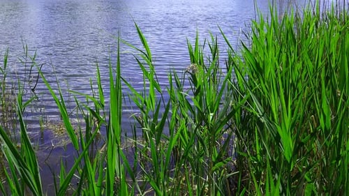 Reeds On The Wind In The Park At The Lake
