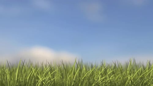 Grass Growing Time-Lapse