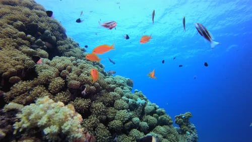 Tropical Underwater Reef Sea Fish