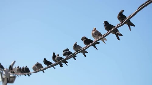 Pigeons Perched on Urban Wire Against Blue Sky