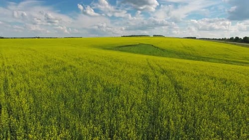 Aerial View on Beautiful Flowering Rapeseed Field