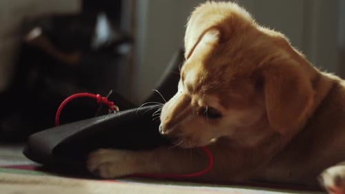 El cachorro juguetón