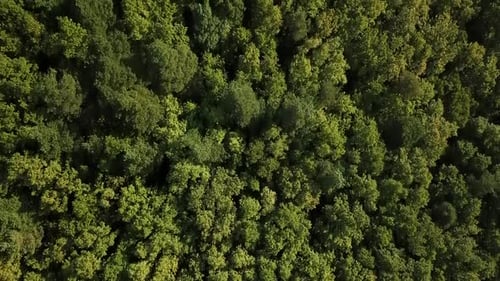 Aerial Top View of Caucasian Mountain Forest, Texture of Forest View From Above.