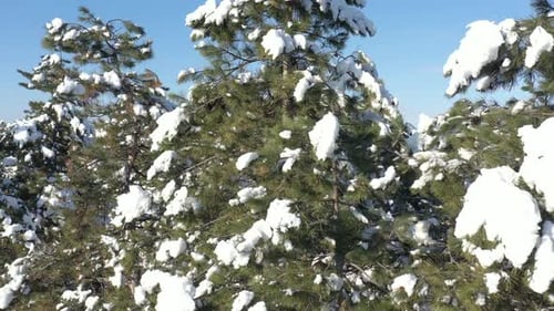 Aufstieg auf einem immergrünen Baum im Winter 4K-Drohnenvideo