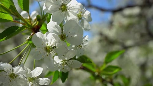Frühlingsblühende Kirschen 4