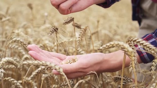 Harvest Time. Wheat Grains Are Falling From Hand To Hand In A Wheat Field. Harvested Wheat In Hands