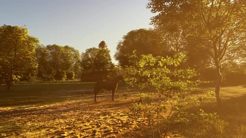 Caballo solitario en el bosque