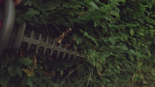 Close Up of Gargener Trimming Hedge.