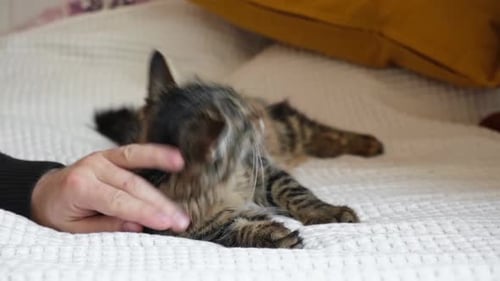 Close Up of a Male Hand Stroking Tabby Gray Cat