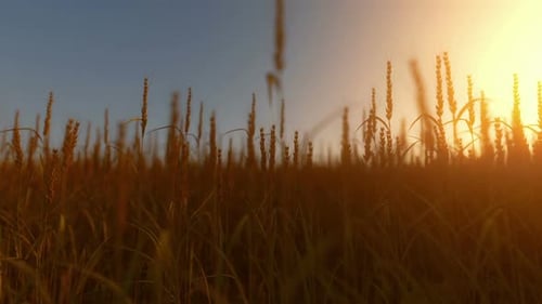 Ears Of Golden Wheat Close Up