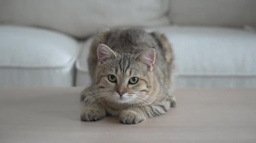 Tabby Cat Lying on Table Looks at Camera