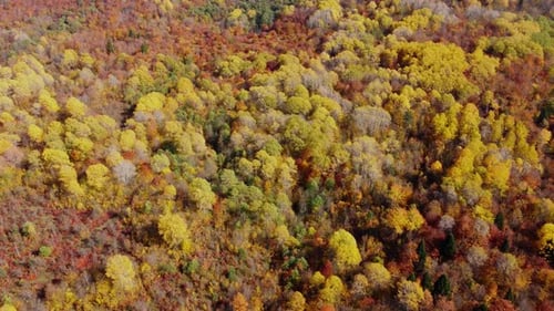 Autumn in the mountain forest. Autumn colors in forest aerial view.