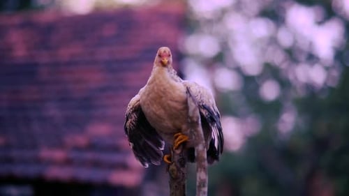 A solitary chicken flaps its wings as it sits on a roost outside.