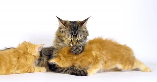 Brun Tortie Blotched Tabby Maine Coon, Crème Blotched Tabby maine Coon, Femelle et chaton allaitant