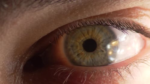 Macro Shot of an Eye Looking Directly Into the Camera. Close Up.