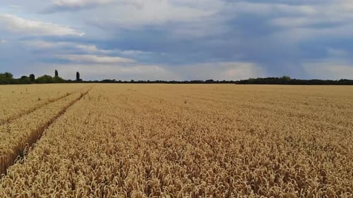 AERIAL Flying Above Across Beautiful Golden Wheat Field in Rural Autumn Landscape on Sunny Morning