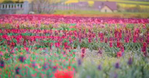 Blooming Tulips on Flowers Plantation Farm