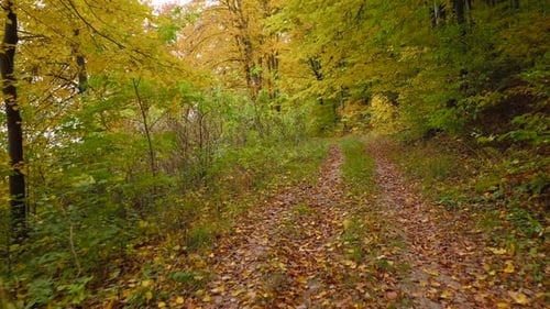 Flying Along the Path in the Autumn Forest