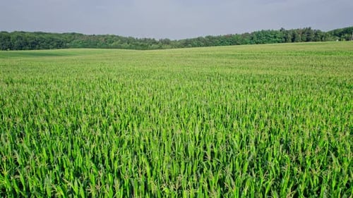 Aerial View of Plantation Green Corn Field