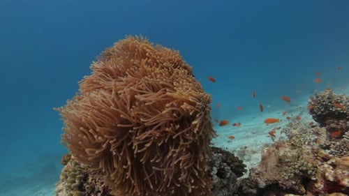 Anémone au poisson