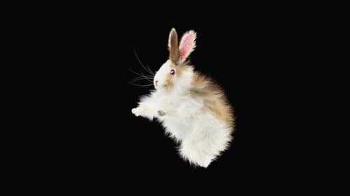 Realistic Animated Rabbit Waving