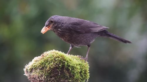 Amsel frisst auf kleinem Felsen