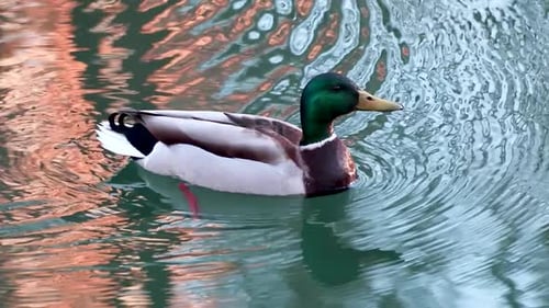 Emerald head male drake duck bird close on water