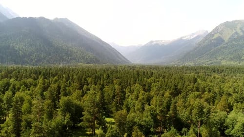 Aerial View Wild Green Forest with Mountains in the Background