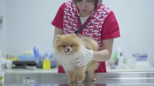 Veterinarian Woman with Stethoscope Examining Dog in Veterinary Clinic. Animal Treatment