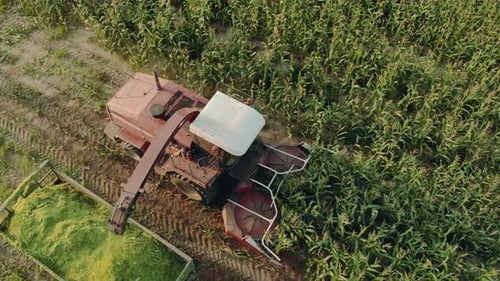 Corn Harvester Machine Working in Cornfield