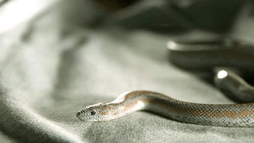 Serpent en ultra Ralenti 1500 images par seconde - SNAKES PHANTOM